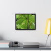 Rainforest Trails & Views - Gallery Canvas Wraps, Horizontal Frame - El Yunque National Forest - Puerto Rico - Rio Sabana trail - the amazing fast-growing Yagrumo Tree - Green Forest Home