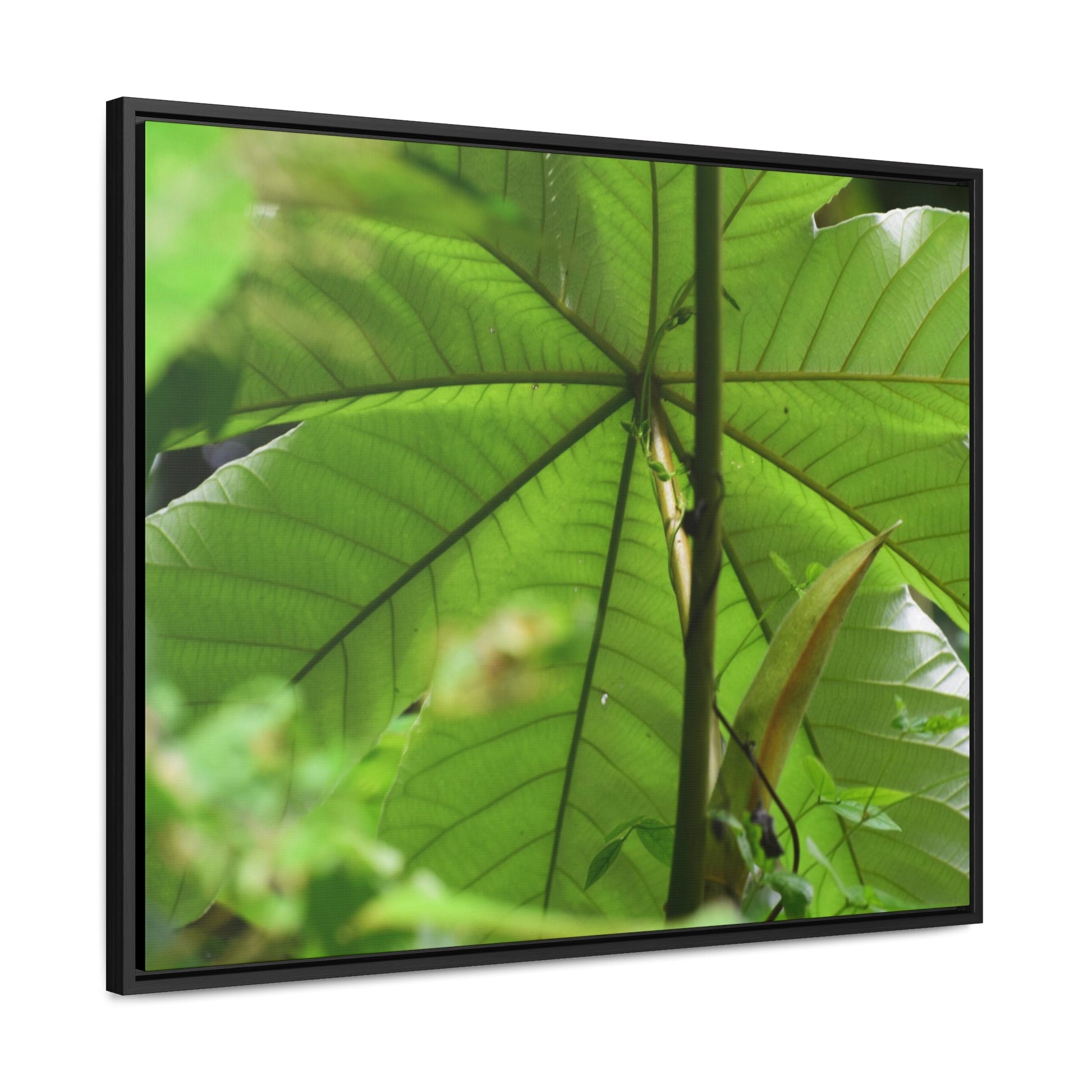 Rainforest Trails & Views - Gallery Canvas Wraps, Horizontal Frame - El Yunque National Forest - Puerto Rico - Rio Sabana trail - the amazing fast-growing Yagrumo Tree - Green Forest Home