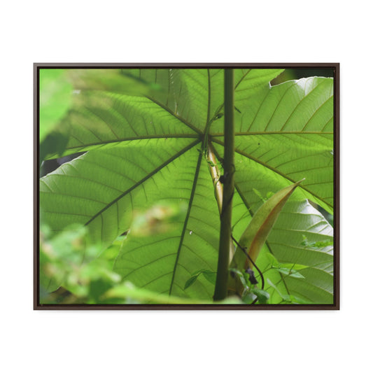 Rainforest Trails & Views - Gallery Canvas Wraps, Horizontal Frame - El Yunque National Forest - Puerto Rico - Rio Sabana trail - the amazing fast-growing Yagrumo Tree - Green Forest Home