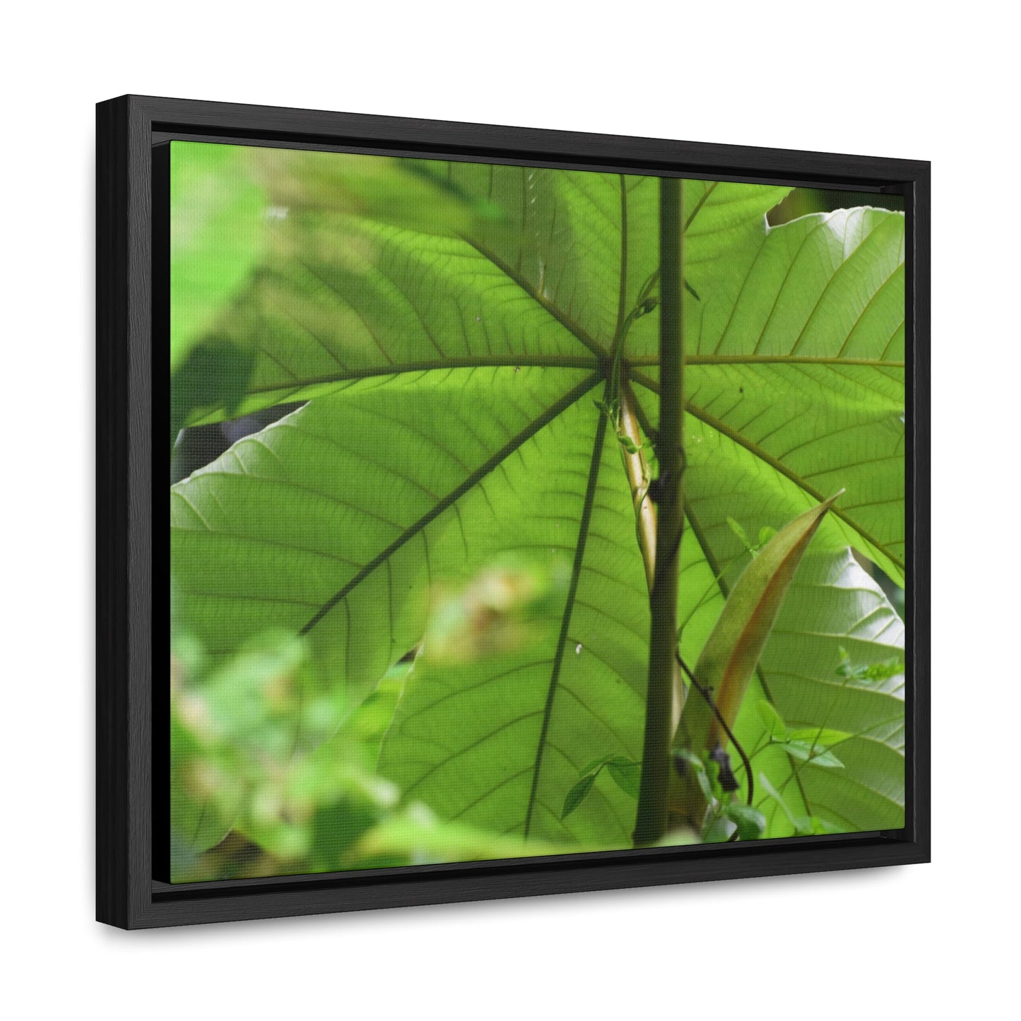 Rainforest Trails & Views - Gallery Canvas Wraps, Horizontal Frame - El Yunque National Forest - Puerto Rico - Rio Sabana trail - the amazing fast-growing Yagrumo Tree - Green Forest Home
