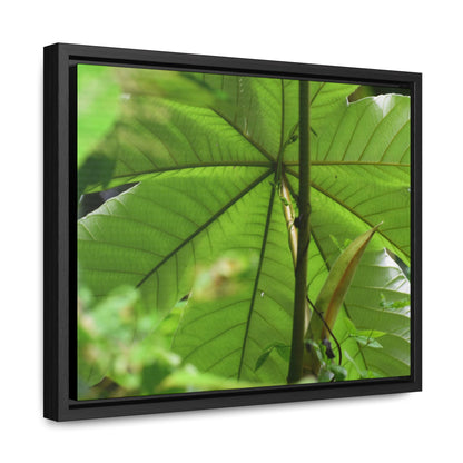 Rainforest Trails & Views - Gallery Canvas Wraps, Horizontal Frame - El Yunque National Forest - Puerto Rico - Rio Sabana trail - the amazing fast-growing Yagrumo Tree - Green Forest Home