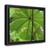 Rainforest Trails & Views - Gallery Canvas Wraps, Horizontal Frame - El Yunque National Forest - Puerto Rico - Rio Sabana trail - the amazing fast-growing Yagrumo Tree - Green Forest Home