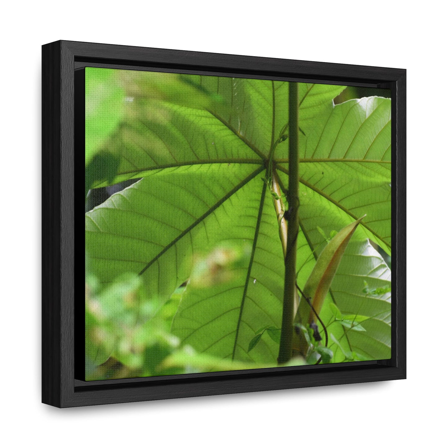 Rainforest Trails & Views - Gallery Canvas Wraps, Horizontal Frame - El Yunque National Forest - Puerto Rico - Rio Sabana trail - the amazing fast-growing Yagrumo Tree - Green Forest Home