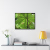 Rainforest Trails & Views - Gallery Canvas Wraps, Horizontal Frame - El Yunque National Forest - Puerto Rico - Rio Sabana trail - the amazing fast-growing Yagrumo Tree - Green Forest Home