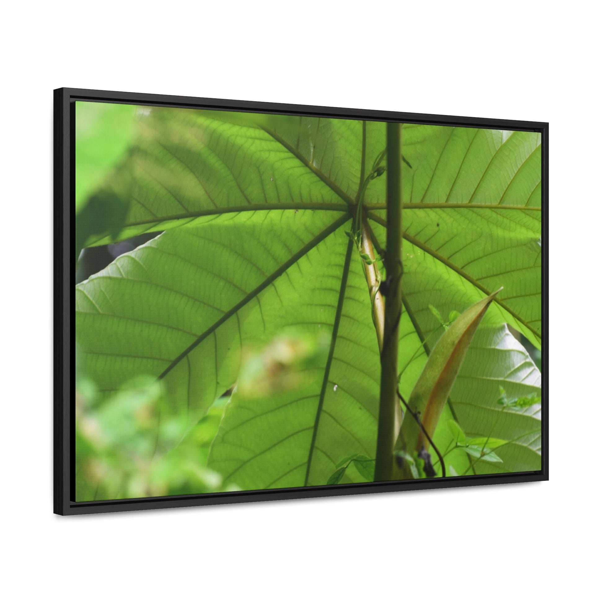 Rainforest Trails & Views - Gallery Canvas Wraps, Horizontal Frame - El Yunque National Forest - Puerto Rico - Rio Sabana trail - the amazing fast-growing Yagrumo Tree - Green Forest Home