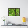 Rainforest Trails & Views - Gallery Canvas Wraps, Horizontal Frame - El Yunque National Forest - Puerto Rico - Rio Sabana trail - the amazing fast-growing Yagrumo Tree - Green Forest Home