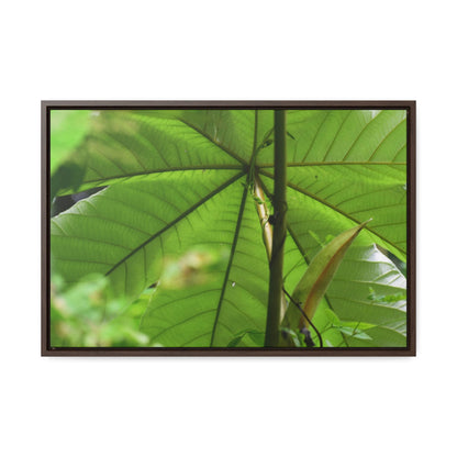 Rainforest Trails & Views - Gallery Canvas Wraps, Horizontal Frame - El Yunque National Forest - Puerto Rico - Rio Sabana trail - the amazing fast-growing Yagrumo Tree - Green Forest Home