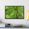 Rainforest Trails & Views - Gallery Canvas Wraps, Horizontal Frame - El Yunque National Forest - Puerto Rico - Rio Sabana trail - the amazing fast-growing Yagrumo Tree - Green Forest Home