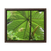 Rainforest Trails & Views - Gallery Canvas Wraps, Horizontal Frame - El Yunque National Forest - Puerto Rico - Rio Sabana trail - the amazing fast-growing Yagrumo Tree - Green Forest Home