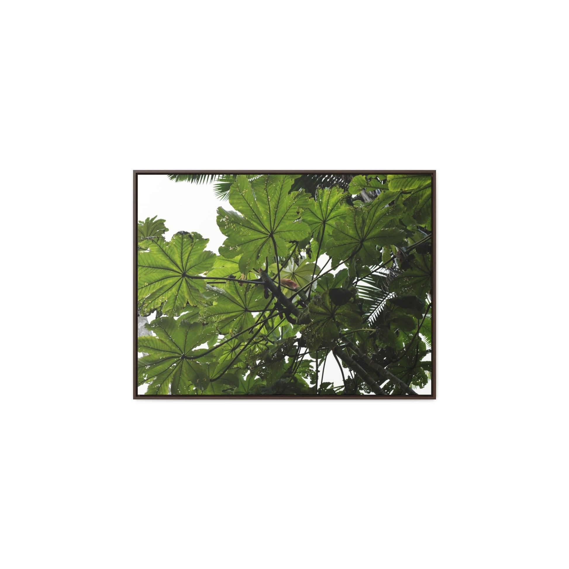 Rainforest Trails & Views - Gallery Canvas Wraps, Horizontal Frame - El Yunque National Forest - Puerto Rico - Rio Sabana Trail - Yagrumo Tree - Green Forest Home