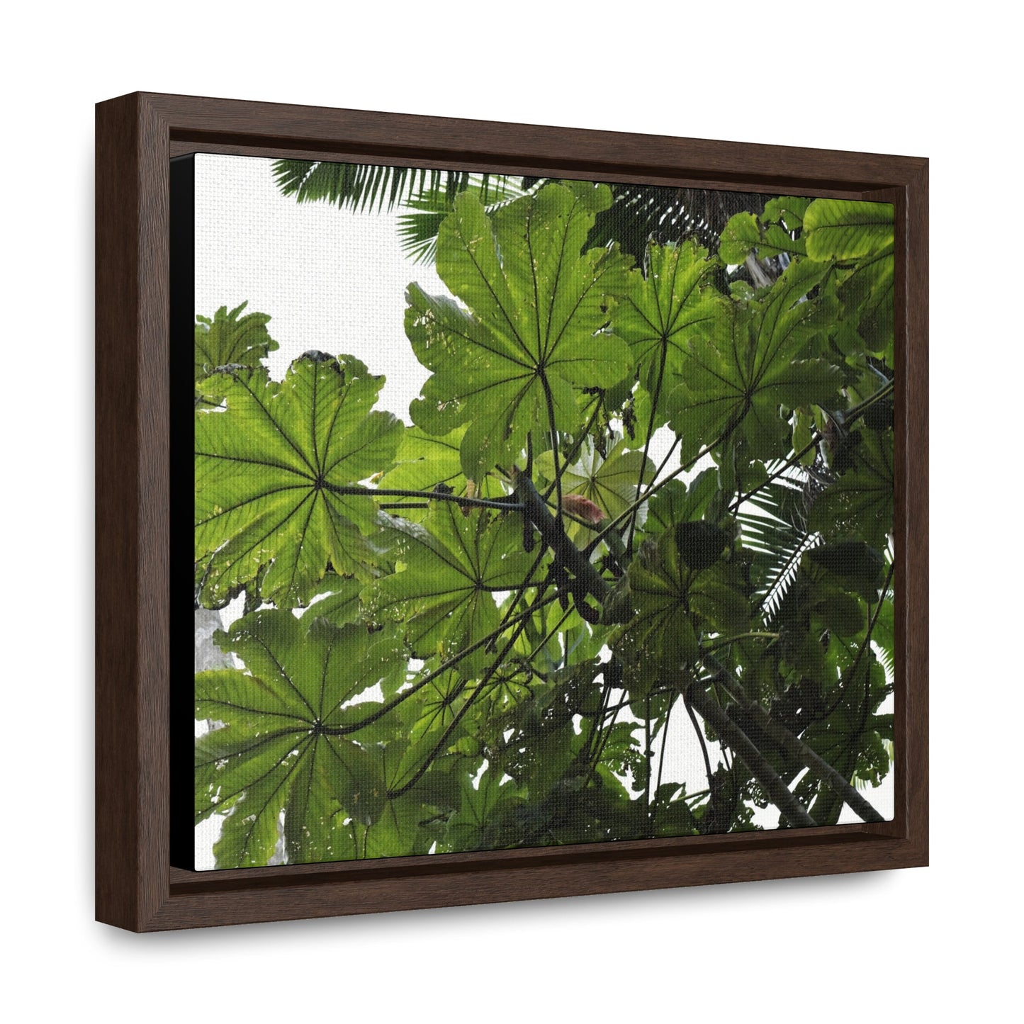Rainforest Trails & Views - Gallery Canvas Wraps, Horizontal Frame - El Yunque National Forest - Puerto Rico - Rio Sabana Trail - Yagrumo Tree - Green Forest Home