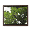 Rainforest Trails & Views - Gallery Canvas Wraps, Horizontal Frame - El Yunque National Forest - Puerto Rico - Rio Sabana Trail - Yagrumo Tree - Green Forest Home