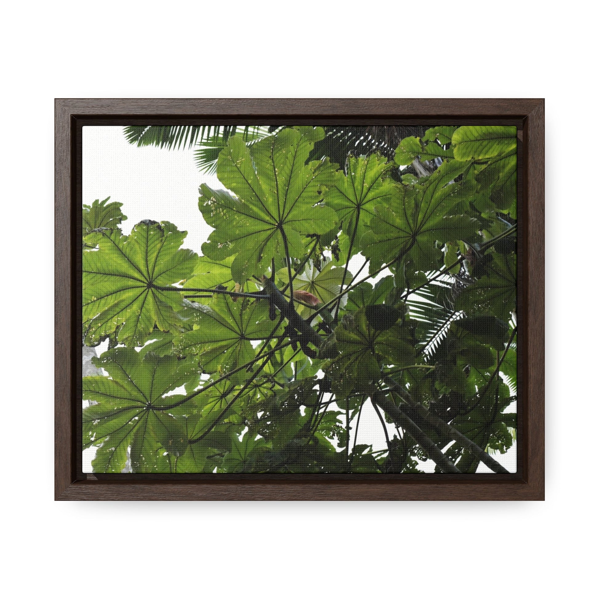 Rainforest Trails & Views - Gallery Canvas Wraps, Horizontal Frame - El Yunque National Forest - Puerto Rico - Rio Sabana Trail - Yagrumo Tree - Green Forest Home