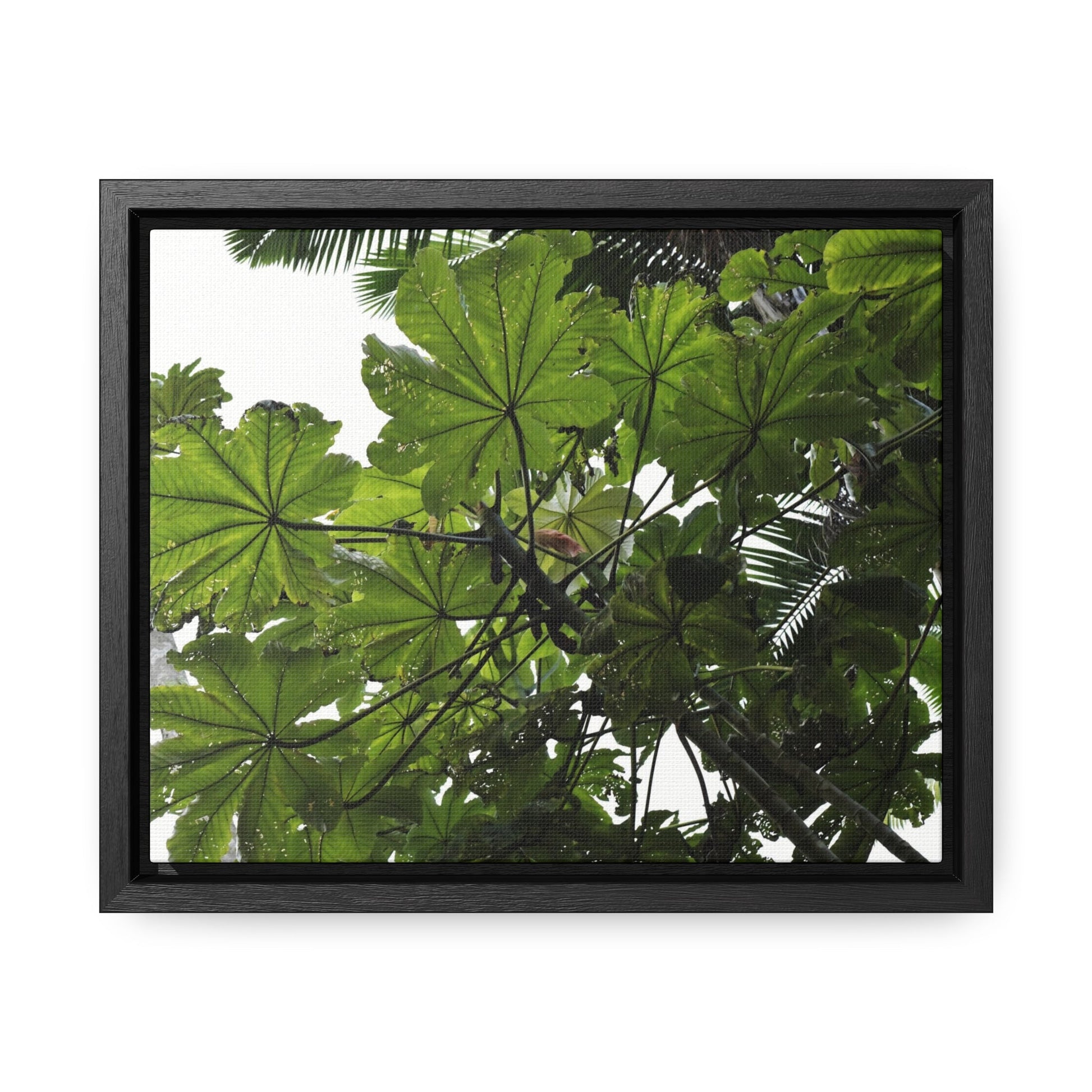 Rainforest Trails & Views - Gallery Canvas Wraps, Horizontal Frame - El Yunque National Forest - Puerto Rico - Rio Sabana Trail - Yagrumo Tree - Green Forest Home