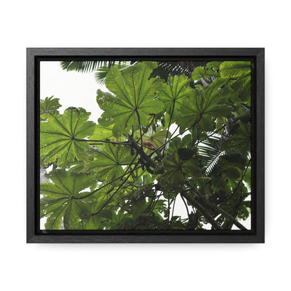 Rainforest Trails & Views - Gallery Canvas Wraps, Horizontal Frame - El Yunque National Forest - Puerto Rico - Rio Sabana Trail - Yagrumo Tree - Green Forest Home