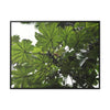 Rainforest Trails & Views - Gallery Canvas Wraps, Horizontal Frame - El Yunque National Forest - Puerto Rico - Rio Sabana Trail - Yagrumo Tree - Green Forest Home