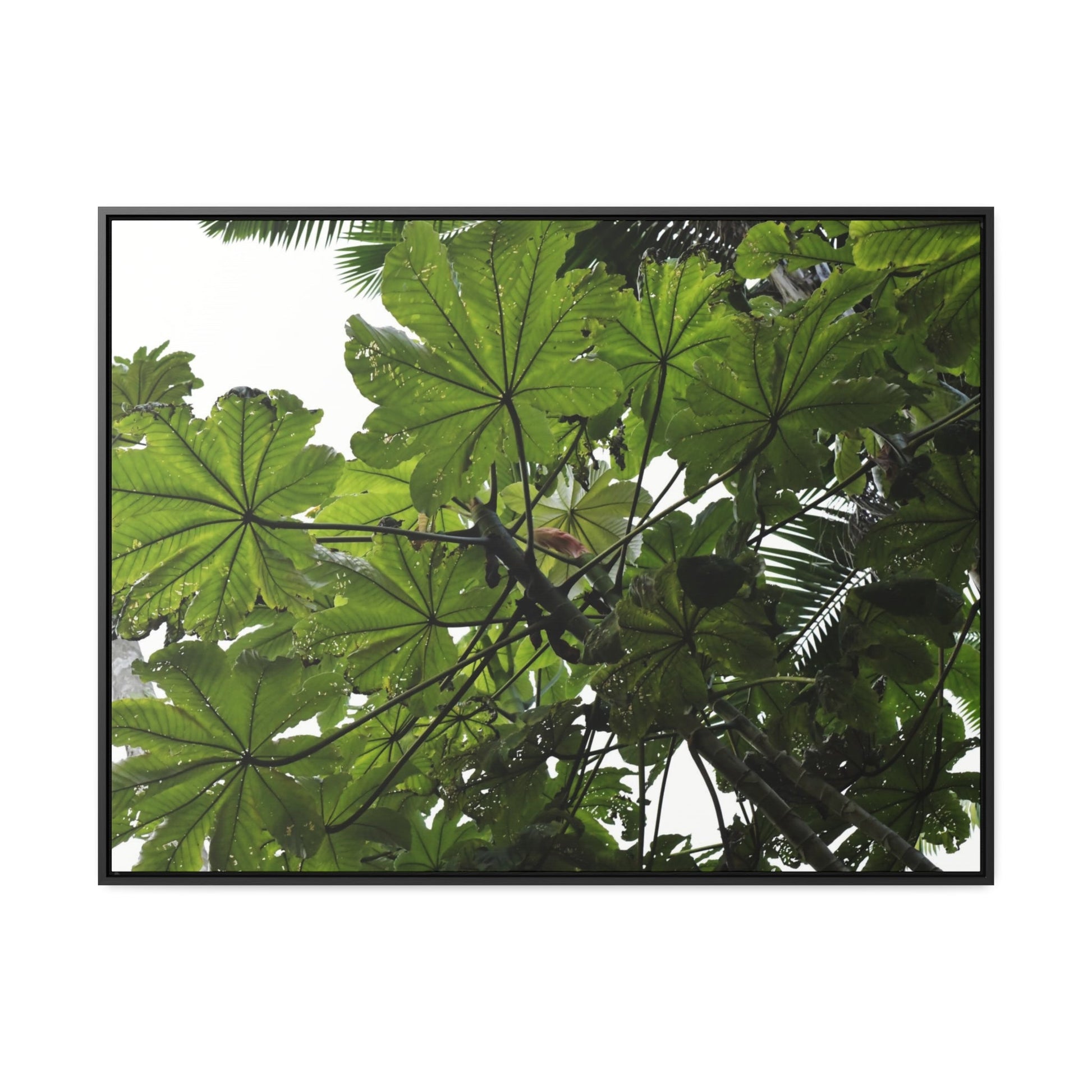 Rainforest Trails & Views - Gallery Canvas Wraps, Horizontal Frame - El Yunque National Forest - Puerto Rico - Rio Sabana Trail - Yagrumo Tree - Green Forest Home