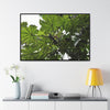 Rainforest Trails & Views - Gallery Canvas Wraps, Horizontal Frame - El Yunque National Forest - Puerto Rico - Rio Sabana Trail - Yagrumo Tree - Green Forest Home