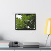 Rainforest Trails & Views - Gallery Canvas Wraps, Horizontal Frame - El Yunque National Forest - Puerto Rico - Rio Sabana Trail - Yagrumo Tree - Green Forest Home