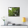 Rainforest Trails & Views - Gallery Canvas Wraps, Horizontal Frame - El Yunque National Forest - Puerto Rico - Rio Sabana Trail - Yagrumo Tree - Green Forest Home