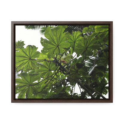 Rainforest Trails & Views - Gallery Canvas Wraps, Horizontal Frame - El Yunque National Forest - Puerto Rico - Rio Sabana Trail - Yagrumo Tree - Green Forest Home