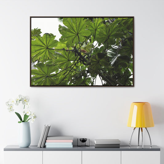 Rainforest Trails & Views - Gallery Canvas Wraps, Horizontal Frame - El Yunque National Forest - Puerto Rico - Rio Sabana Trail - Yagrumo Tree - Green Forest Home