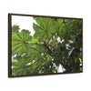 Rainforest Trails & Views - Gallery Canvas Wraps, Horizontal Frame - El Yunque National Forest - Puerto Rico - Rio Sabana Trail - Yagrumo Tree - Green Forest Home