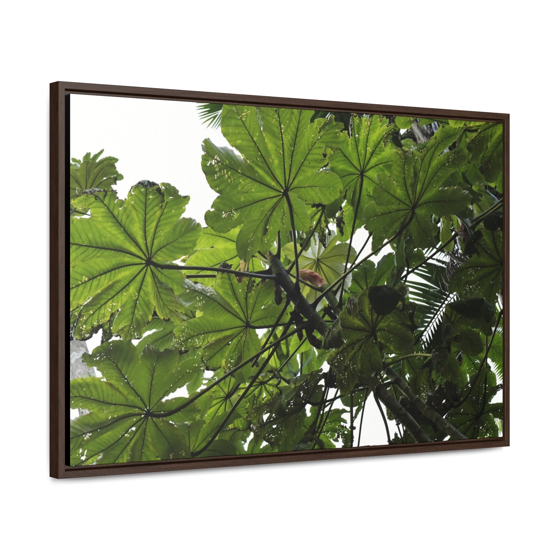 Rainforest Trails & Views - Gallery Canvas Wraps, Horizontal Frame - El Yunque National Forest - Puerto Rico - Rio Sabana Trail - Yagrumo Tree - Green Forest Home