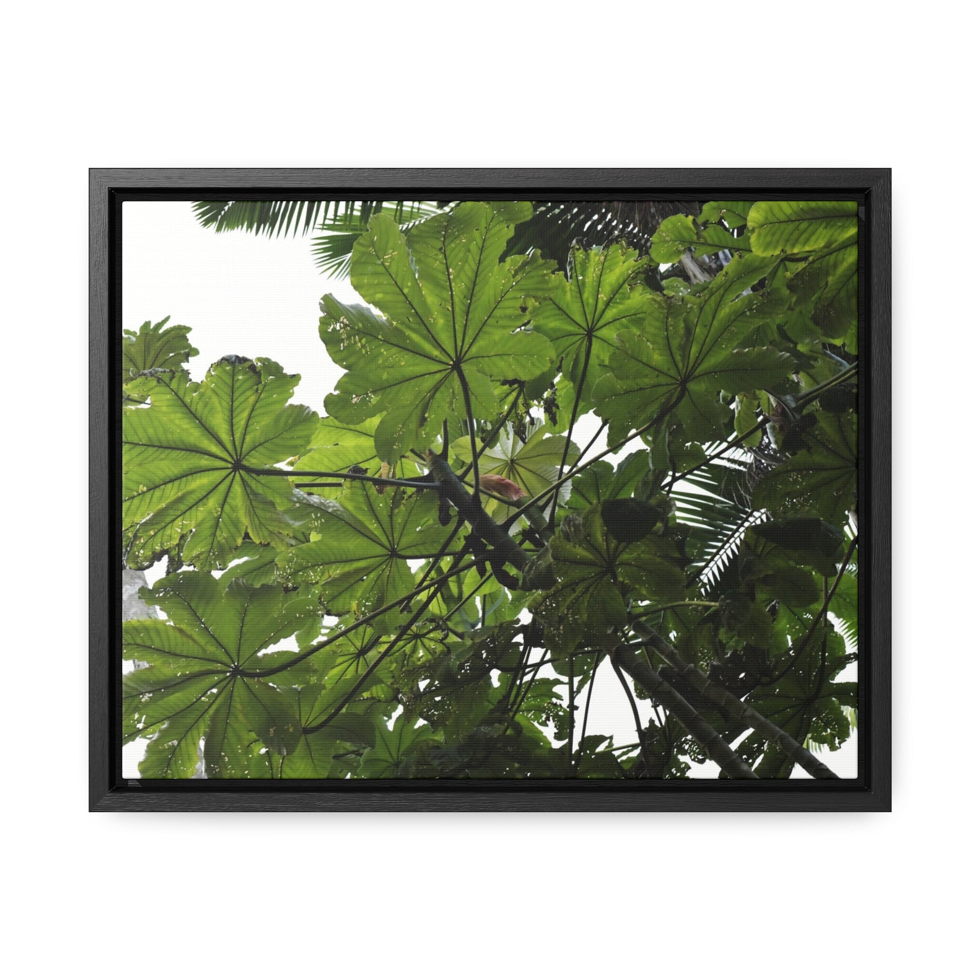 Rainforest Trails & Views - Gallery Canvas Wraps, Horizontal Frame - El Yunque National Forest - Puerto Rico - Rio Sabana Trail - Yagrumo Tree - Green Forest Home