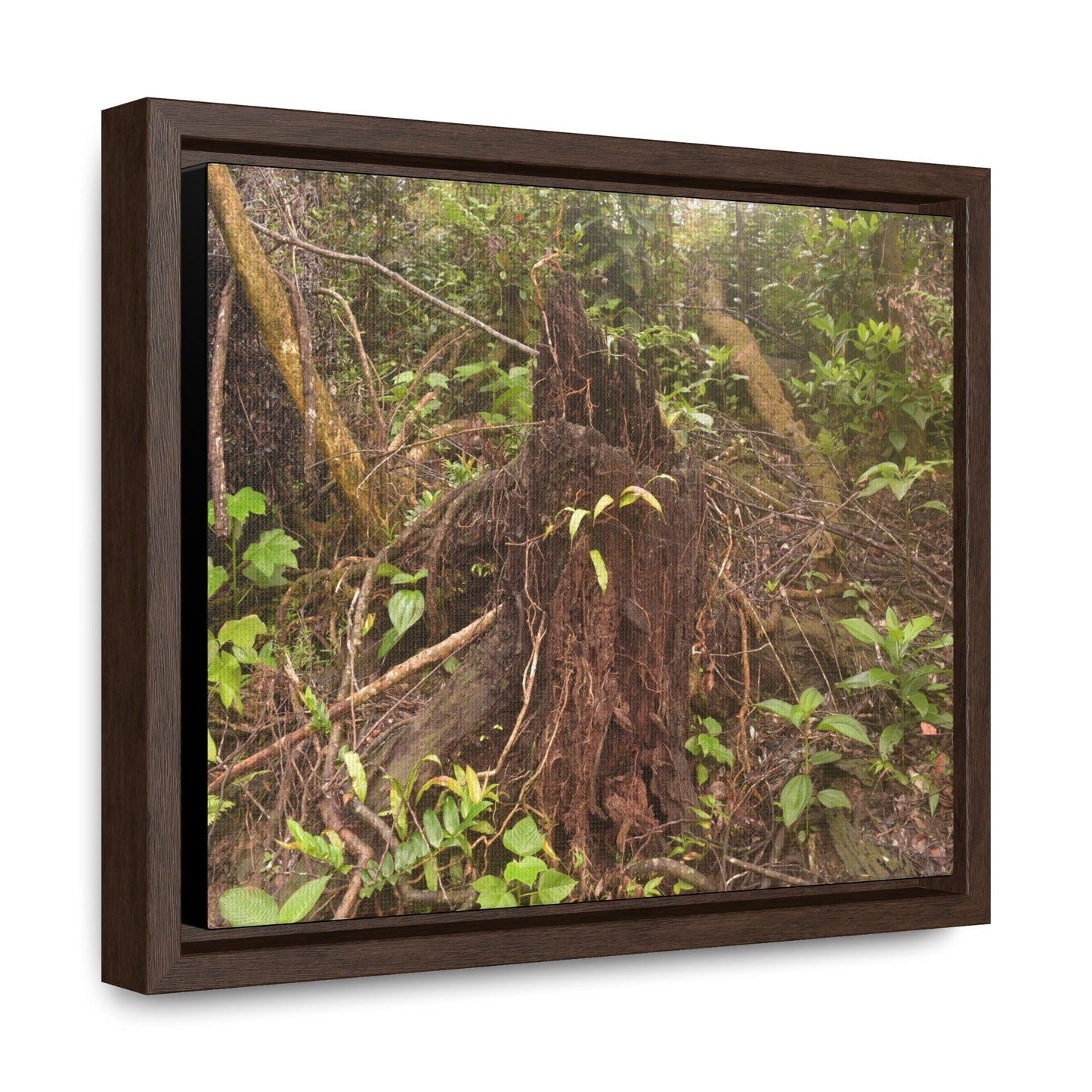 Rainforest Trails & Views - Gallery Canvas Wraps, Horizontal Frame - El Yunque National Forest - Puerto Rico - Rio Sabana Tree destroyed by Hurricane Maria - Green Forest Home
