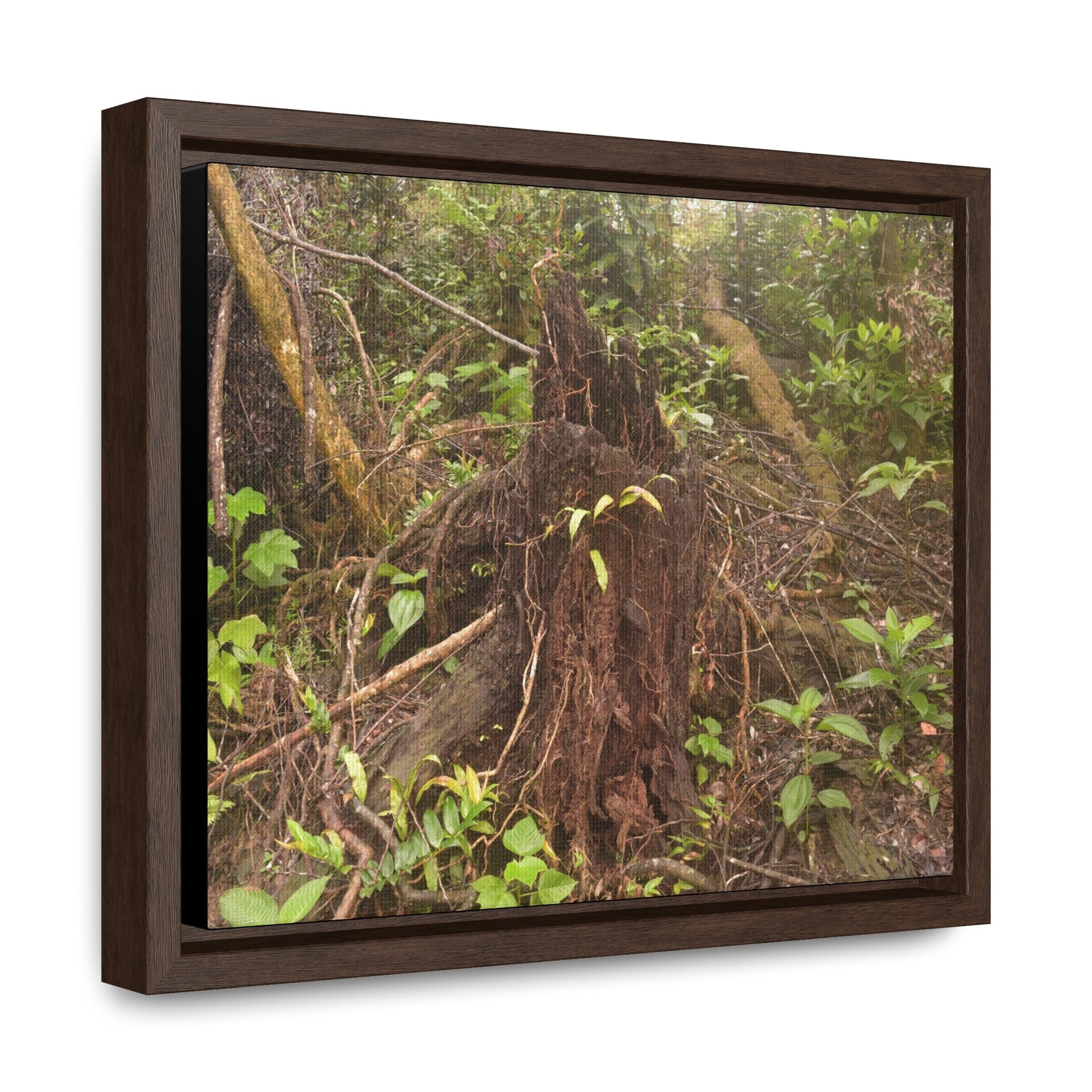 Rainforest Trails & Views - Gallery Canvas Wraps, Horizontal Frame - El Yunque National Forest - Puerto Rico - Rio Sabana Tree destroyed by Hurricane Maria - Green Forest Home