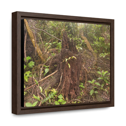 Rainforest Trails & Views - Gallery Canvas Wraps, Horizontal Frame - El Yunque National Forest - Puerto Rico - Rio Sabana Tree destroyed by Hurricane Maria - Green Forest Home