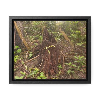 Rainforest Trails & Views - Gallery Canvas Wraps, Horizontal Frame - El Yunque National Forest - Puerto Rico - Rio Sabana Tree destroyed by Hurricane Maria - Green Forest Home