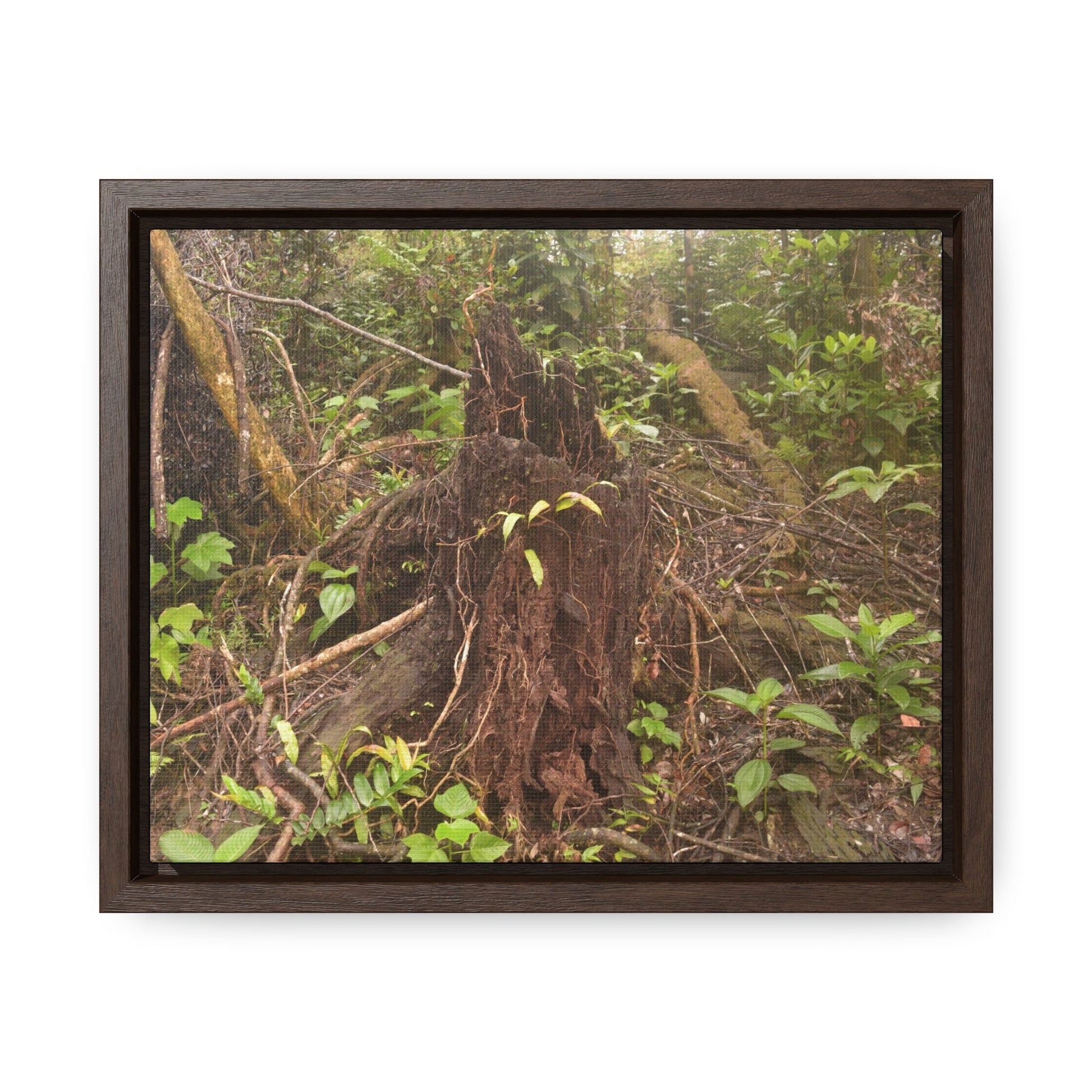 Rainforest Trails & Views - Gallery Canvas Wraps, Horizontal Frame - El Yunque National Forest - Puerto Rico - Rio Sabana Tree destroyed by Hurricane Maria - Green Forest Home