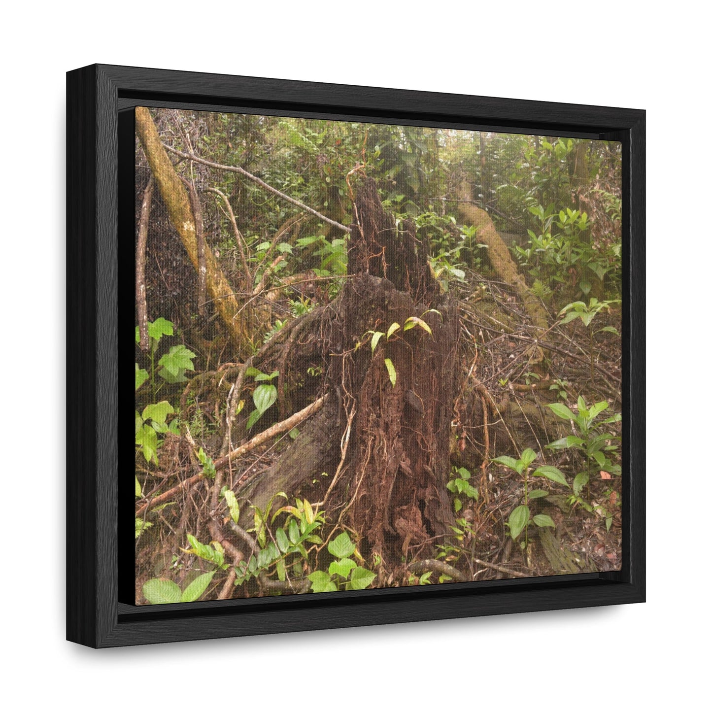 Rainforest Trails & Views - Gallery Canvas Wraps, Horizontal Frame - El Yunque National Forest - Puerto Rico - Rio Sabana Tree destroyed by Hurricane Maria - Green Forest Home