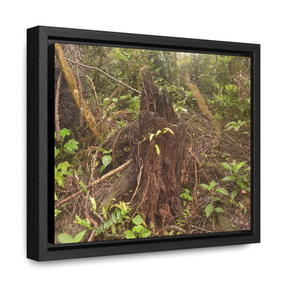 Rainforest Trails & Views - Gallery Canvas Wraps, Horizontal Frame - El Yunque National Forest - Puerto Rico - Rio Sabana Tree destroyed by Hurricane Maria - Green Forest Home