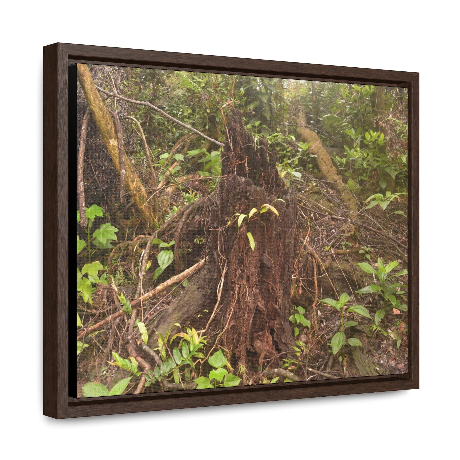 Rainforest Trails & Views - Gallery Canvas Wraps, Horizontal Frame - El Yunque National Forest - Puerto Rico - Rio Sabana Tree destroyed by Hurricane Maria - Green Forest Home