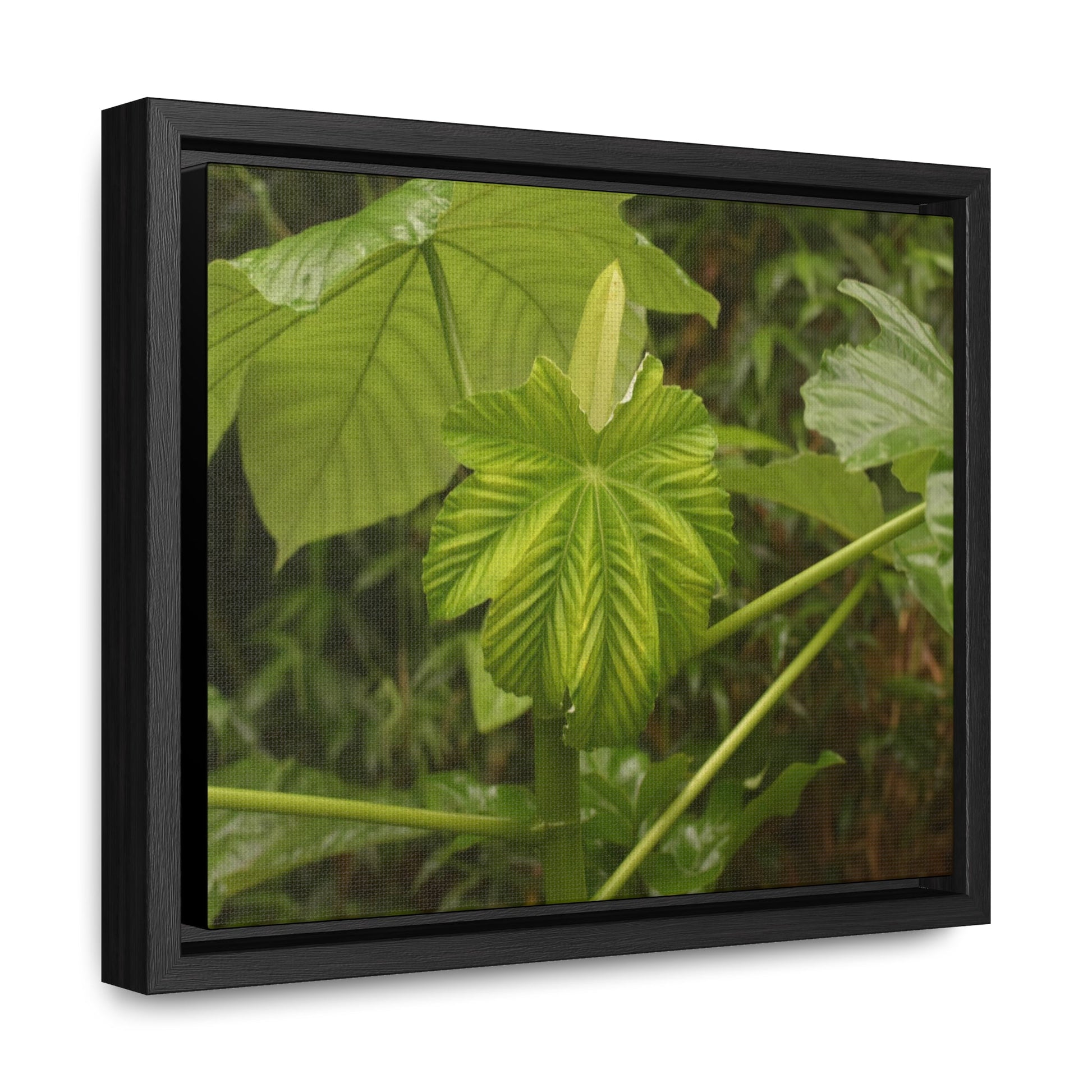 Rainforest Trails & Views - Gallery Canvas Wraps, Horizontal Frame - El Yunque National Forest - Puerto Rico - Rio Sabana - Yagrumo plant amazing colors - Green Forest Home
