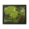 Rainforest Trails & Views - Gallery Canvas Wraps, Horizontal Frame - El Yunque National Forest - Puerto Rico - Rio Sabana - Yagrumo plant amazing colors - Green Forest Home