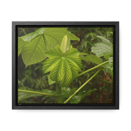 Rainforest Trails & Views - Gallery Canvas Wraps, Horizontal Frame - El Yunque National Forest - Puerto Rico - Rio Sabana - Yagrumo plant amazing colors - Green Forest Home