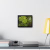 Rainforest Trails & Views - Gallery Canvas Wraps, Horizontal Frame - El Yunque National Forest - Puerto Rico - Rio Sabana - Yagrumo plant amazing colors - Green Forest Home