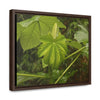 Rainforest Trails & Views - Gallery Canvas Wraps, Horizontal Frame - El Yunque National Forest - Puerto Rico - Rio Sabana - Yagrumo plant amazing colors - Green Forest Home