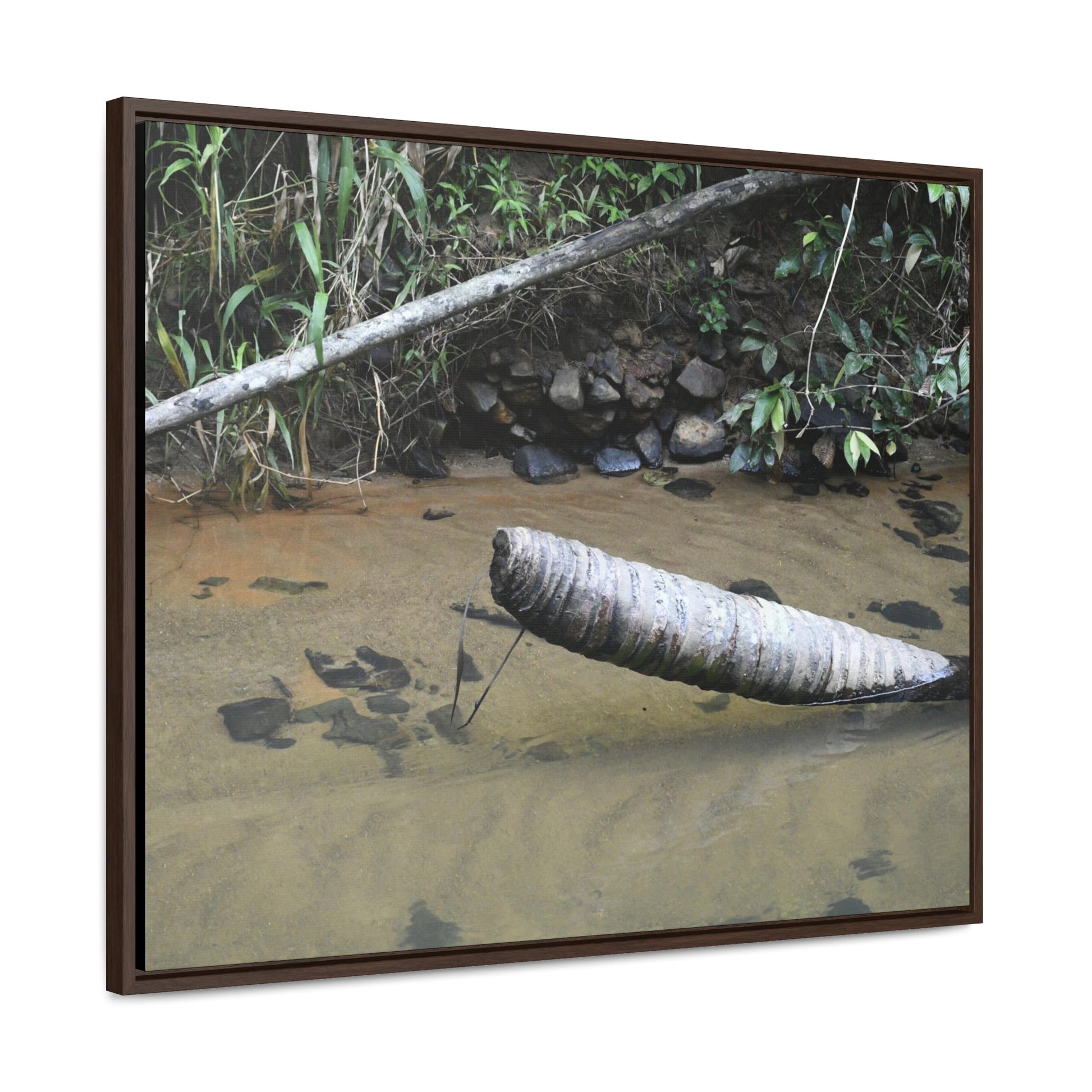 Rainforest Trails & Views - Gallery Canvas Wraps, Horizontal Frame - El Yunque National Forest - Puerto Rico - Sierra Palm buried in the sand - Rio Sabana river - Green Forest Home