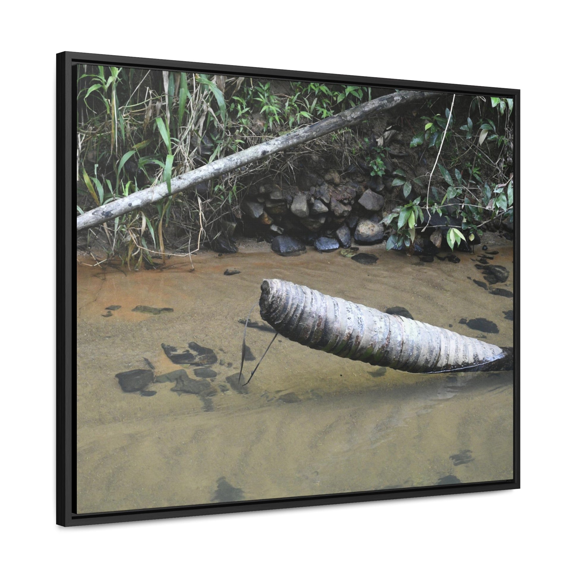 Rainforest Trails & Views - Gallery Canvas Wraps, Horizontal Frame - El Yunque National Forest - Puerto Rico - Sierra Palm buried in the sand - Rio Sabana river - Green Forest Home