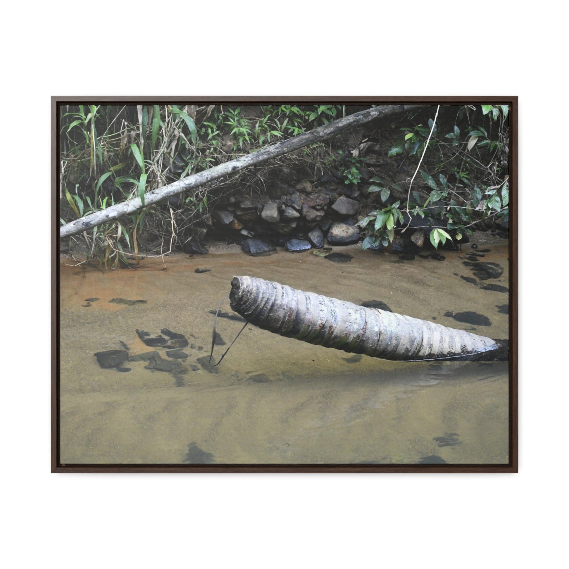 Rainforest Trails & Views - Gallery Canvas Wraps, Horizontal Frame - El Yunque National Forest - Puerto Rico - Sierra Palm buried in the sand - Rio Sabana river - Green Forest Home