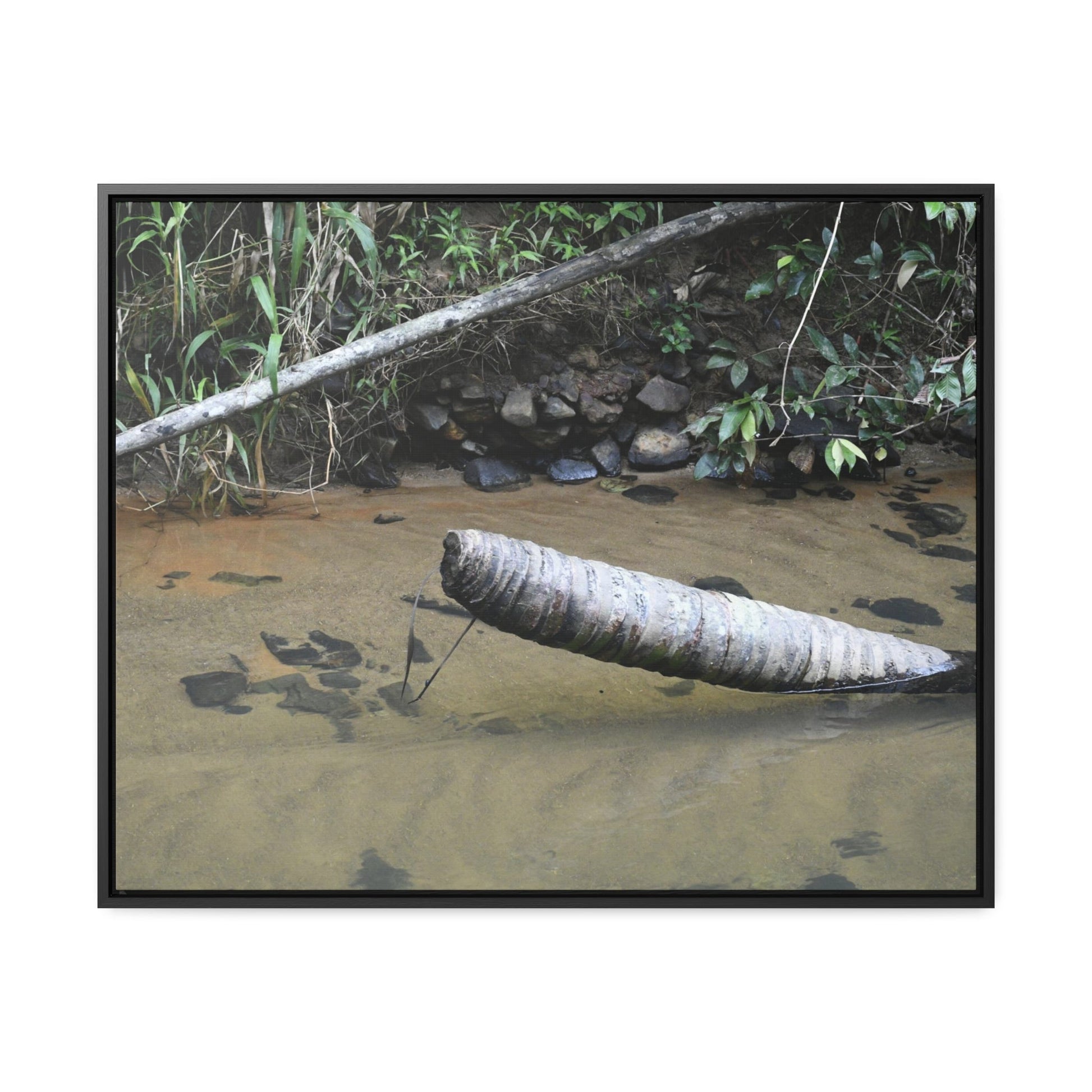 Rainforest Trails & Views - Gallery Canvas Wraps, Horizontal Frame - El Yunque National Forest - Puerto Rico - Sierra Palm buried in the sand - Rio Sabana river - Green Forest Home