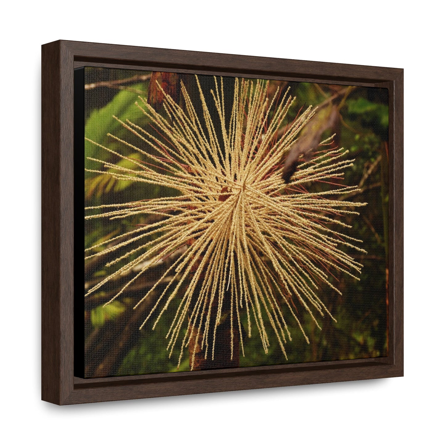 Rainforest Trails & Views - Gallery Canvas Wraps, Horizontal Frame - El Yunque National Forest - Puerto Rico - Starlike seeds of the Sierra Palm - Green Forest Home