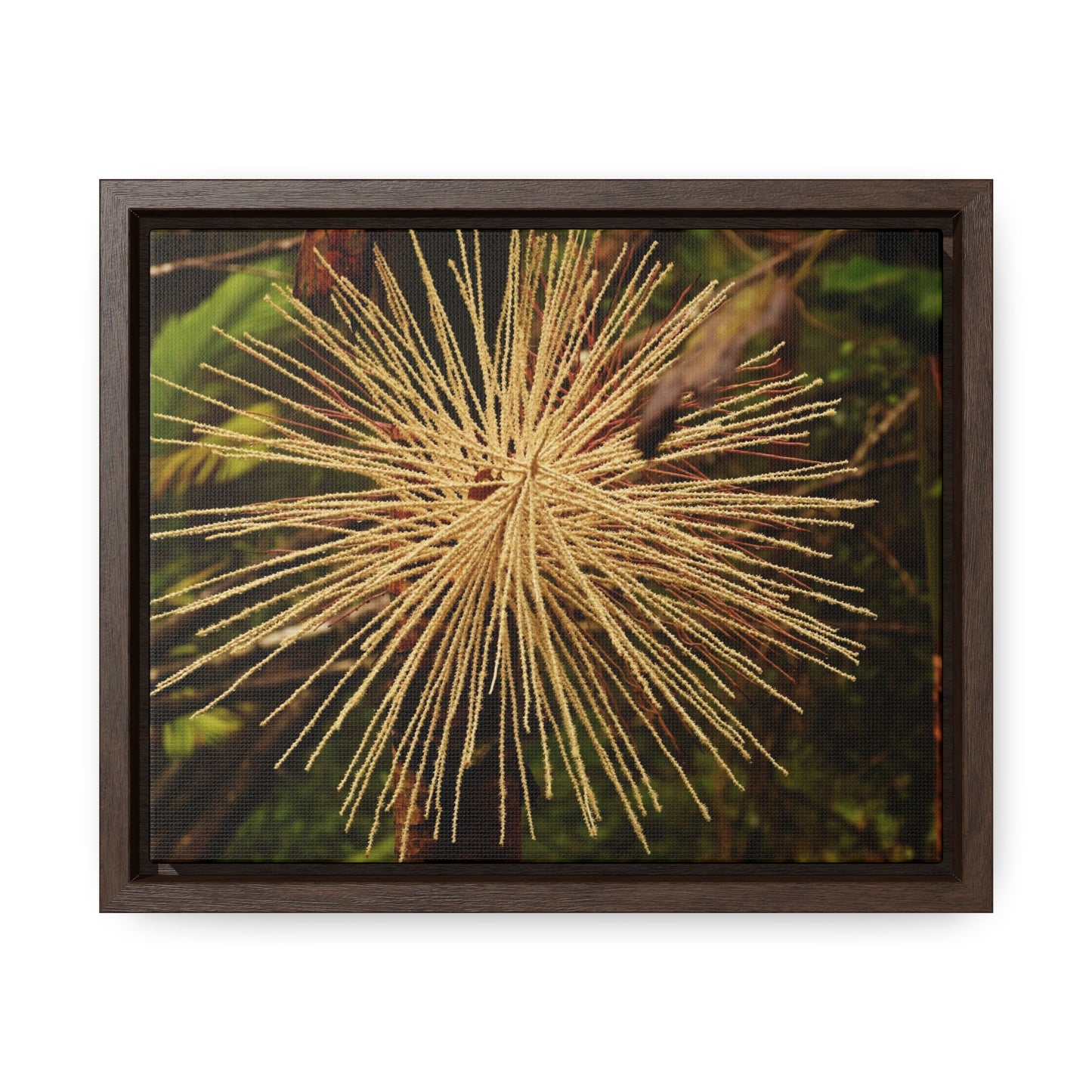 Rainforest Trails & Views - Gallery Canvas Wraps, Horizontal Frame - El Yunque National Forest - Puerto Rico - Starlike seeds of the Sierra Palm - Green Forest Home