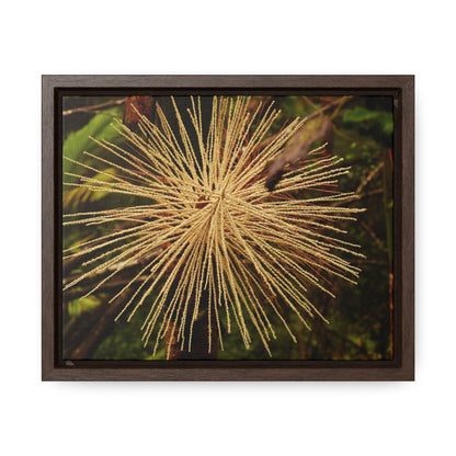 Rainforest Trails & Views - Gallery Canvas Wraps, Horizontal Frame - El Yunque National Forest - Puerto Rico - Starlike seeds of the Sierra Palm - Green Forest Home