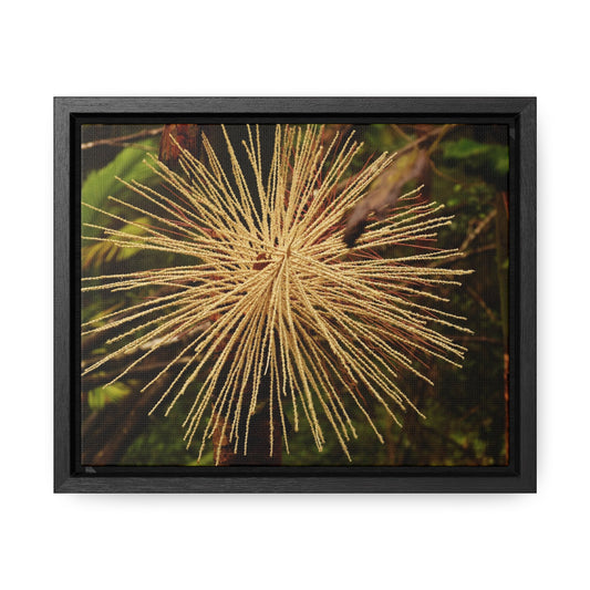 Rainforest Trails & Views - Gallery Canvas Wraps, Horizontal Frame - El Yunque National Forest - Puerto Rico - Starlike seeds of the Sierra Palm - Green Forest Home